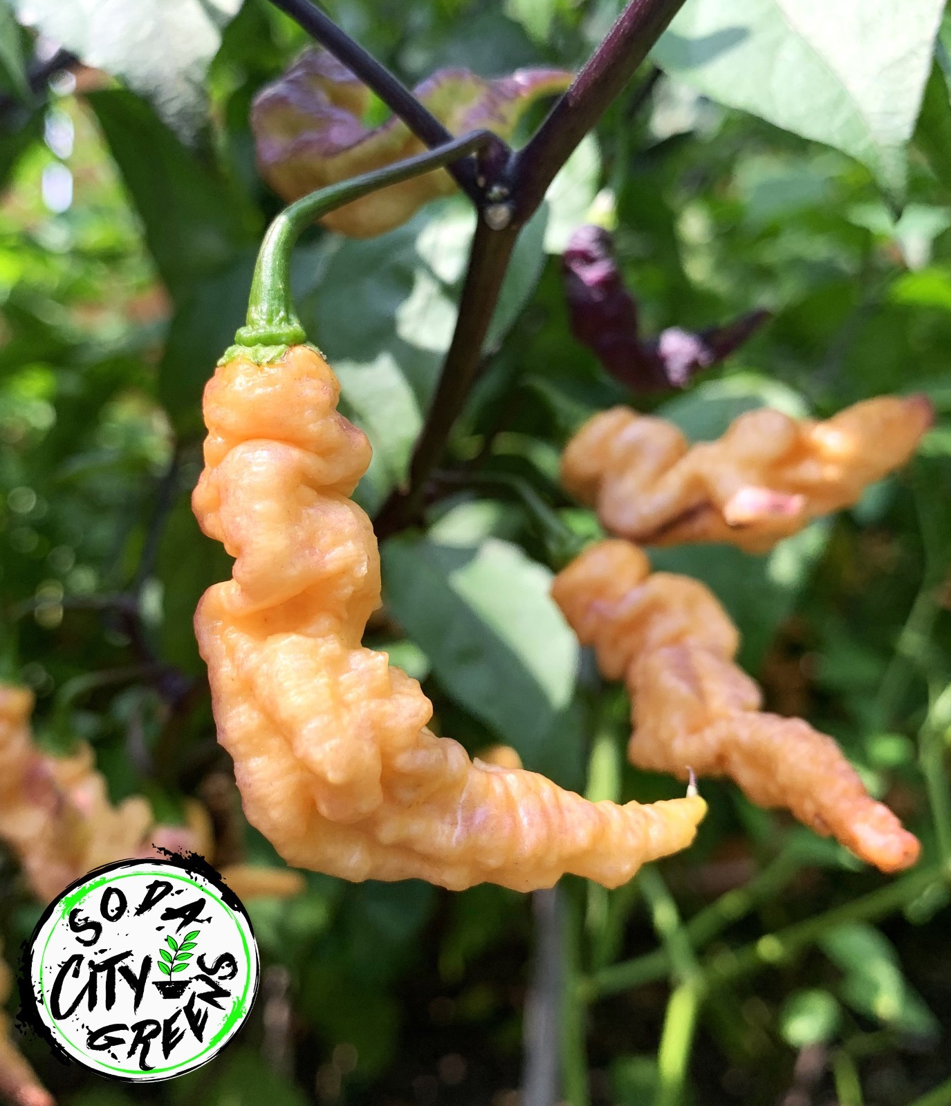 Thors Thunderbolt Pepper Seeds