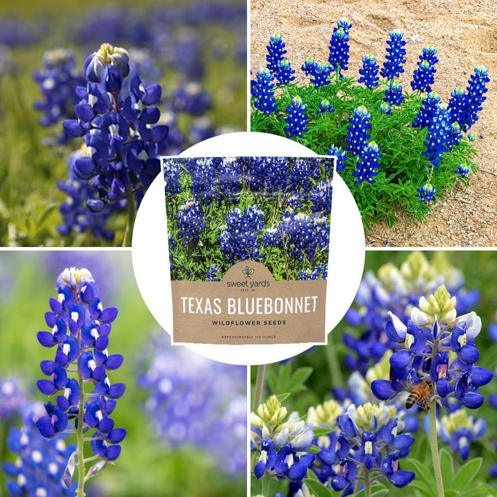 Texas Bluebonnet Wildflower Seeds – Bulk 1/2 Ounce Packet – over 500 Native Seed