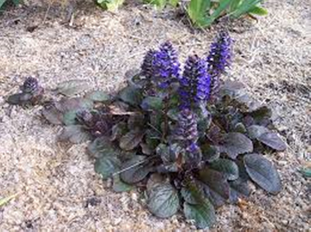 Ajuga Reptans Bugleweed – 15 Seeds – Groundcover – Shade – Deer Resistant