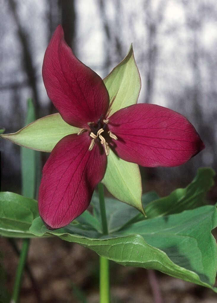 Trillium Mixed ( Trillium erect) | Bulbs