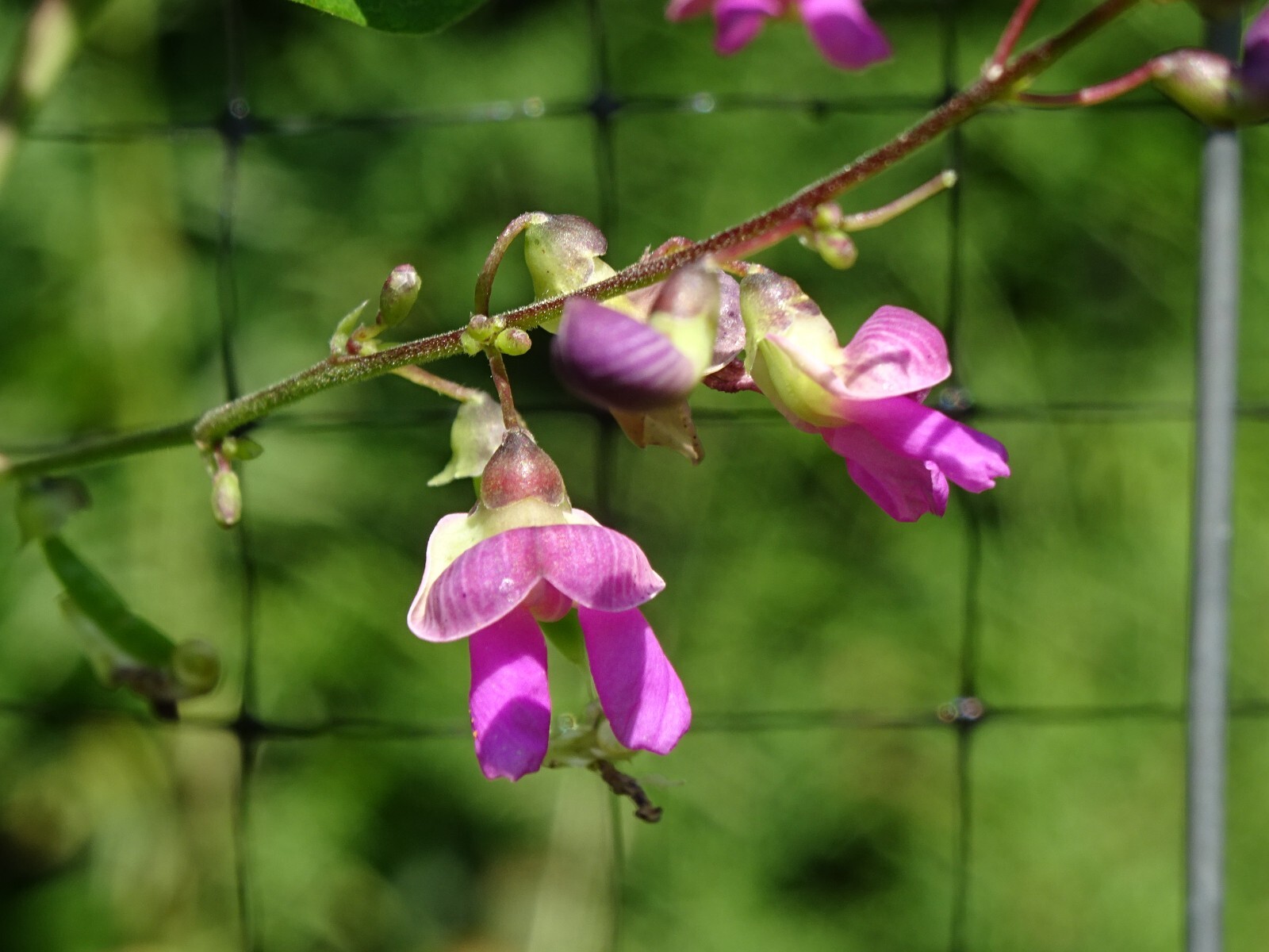 Phaseolus polystachios Thicket Bean 5 seeds from 2022 Native perennial bean