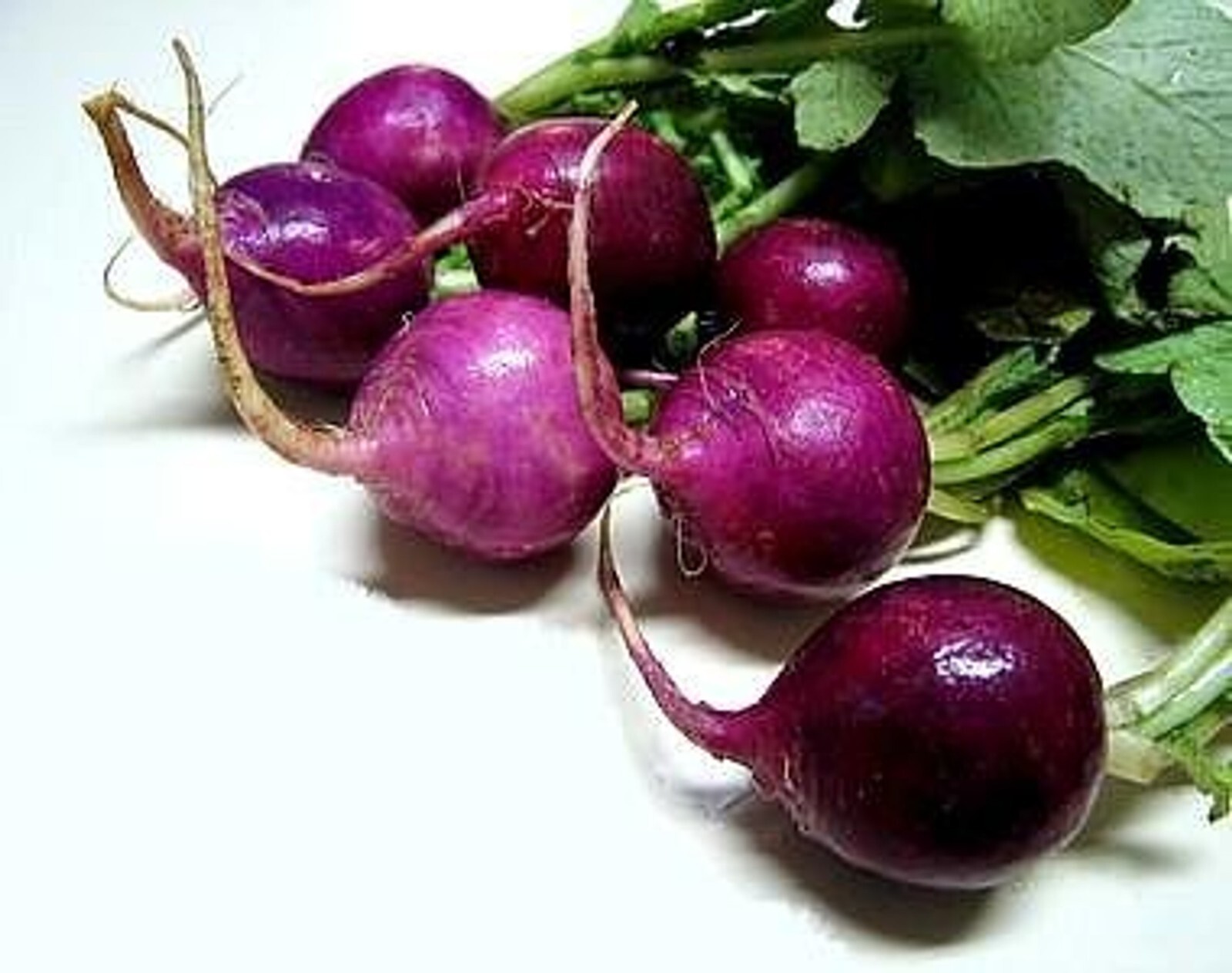 500+Radish,Purple Plum Seeds, NON-GMO, Heirloom Variety, USA Seller! FREE SHIP