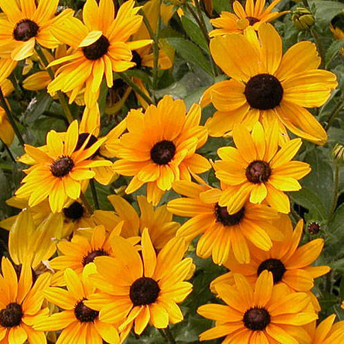 BLACK EYED SUSAN * FULL SUN * BUTTERFLY ATTRACT * RAPID SPREADER * E-Z TO GROW *