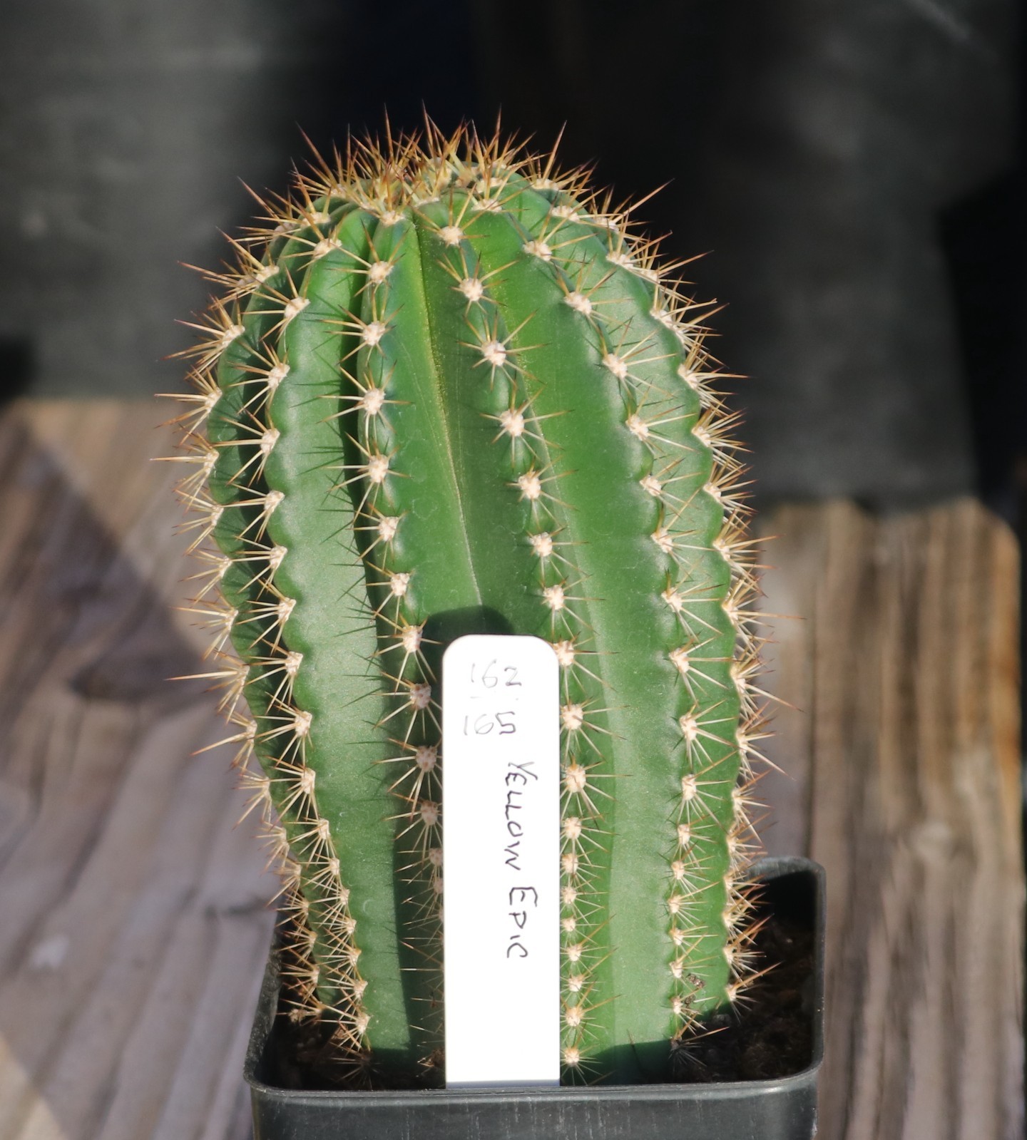 Tricho hybrid ‘Yellow Epic’