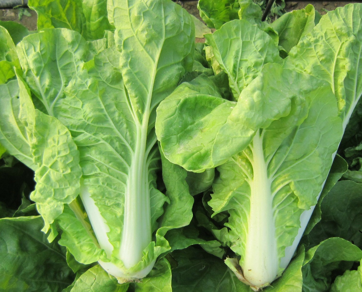 Non-GMO Asian Vegetable Quick Choy Seasons 奶油快菜 300+ Seeds 2023NEW!