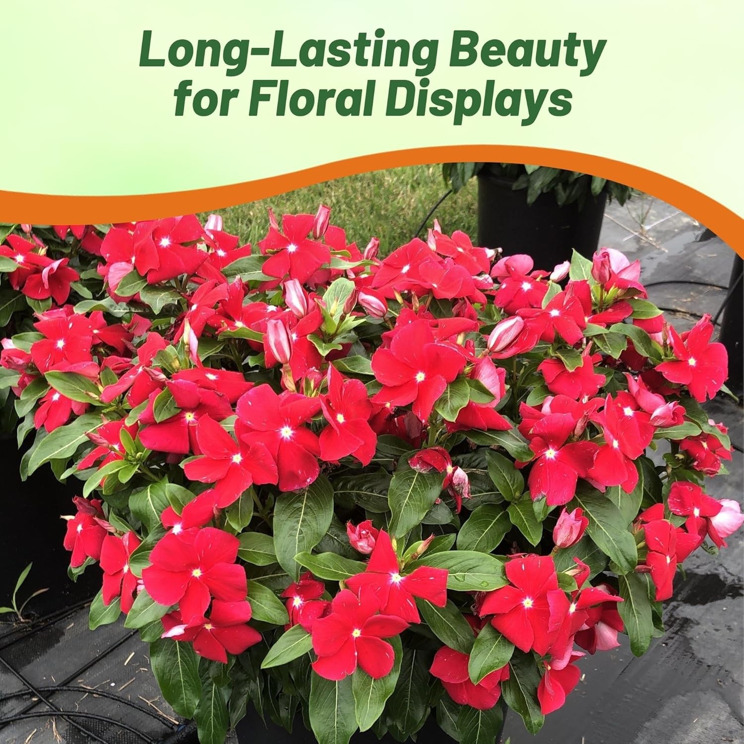 25 Seeds Drought Tolerant Upright Red Vinca Flower Seeds For Containers