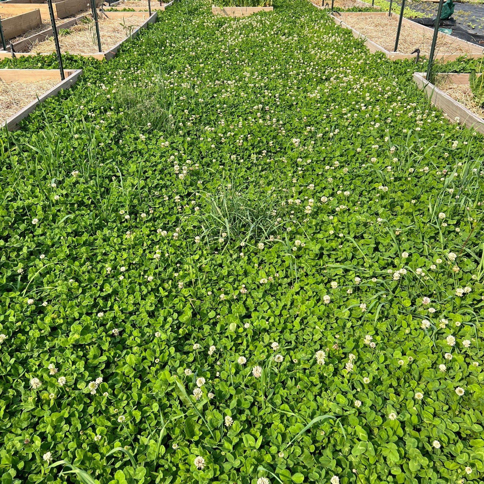 Micro Clover Seed for Lawn – 1 Lb – ~400,000 Microclover Seeds for Planting -…