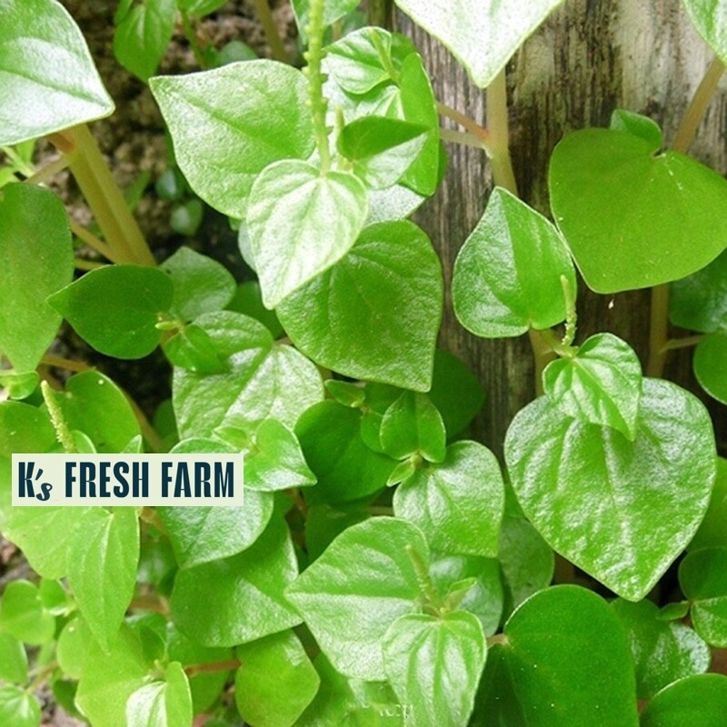 (1000+ PCS) CRAB CLAW ,PEPEROMIA PELLUCIDA SEEDS, HẠT RAU CÀNG CUA