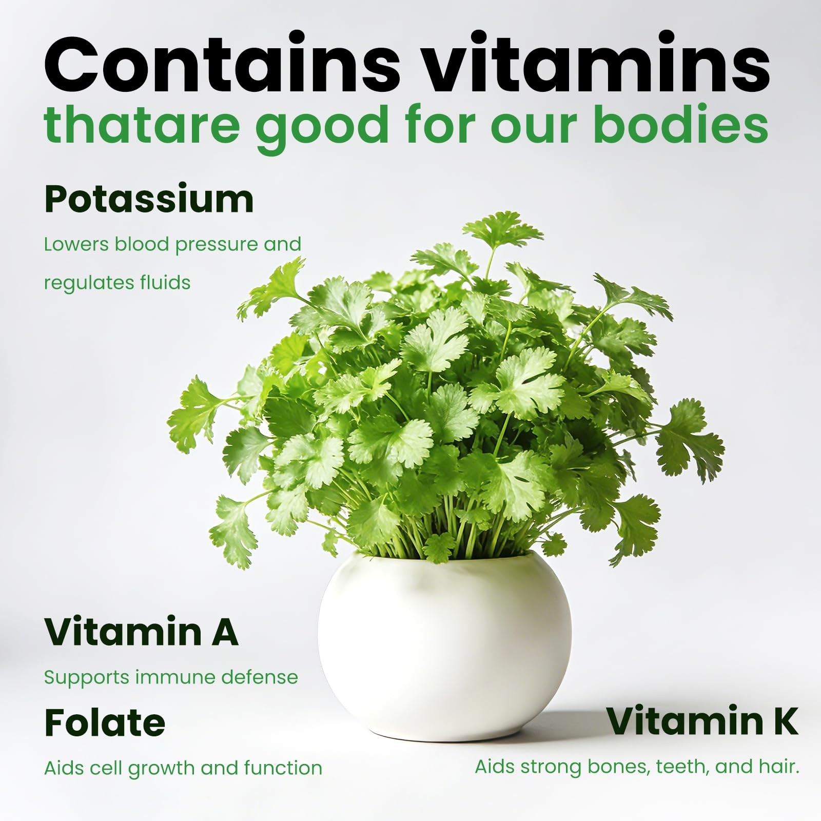1200+ Cilantro Seeds for Planting Indoor Outdoor – Heirloom Coriander Herbs S…