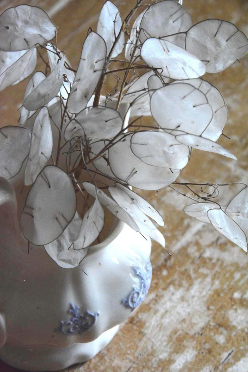 Money Plant Seeds (Lunaria) | Silver Dollar Plant Honesty Coins Flower Seed 2024