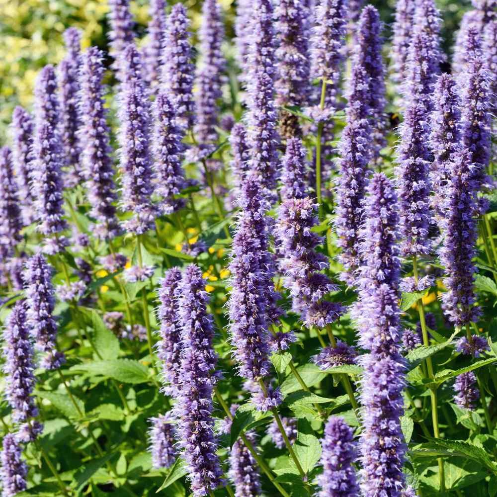 500 Seeds Korean Mint Seed – Agastache Rugosa Herb Seeds