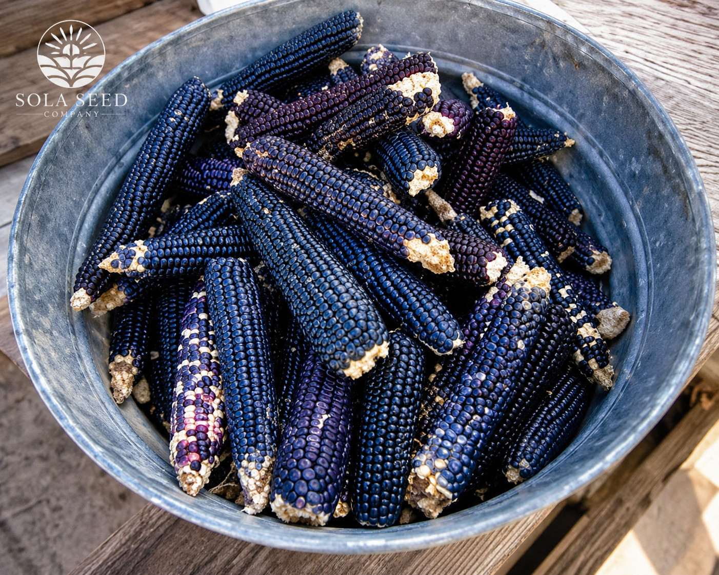 50 Ancient Hopi Blue Corn Seeds-Rare Heirloom Native American Crop- Non GMO USA
