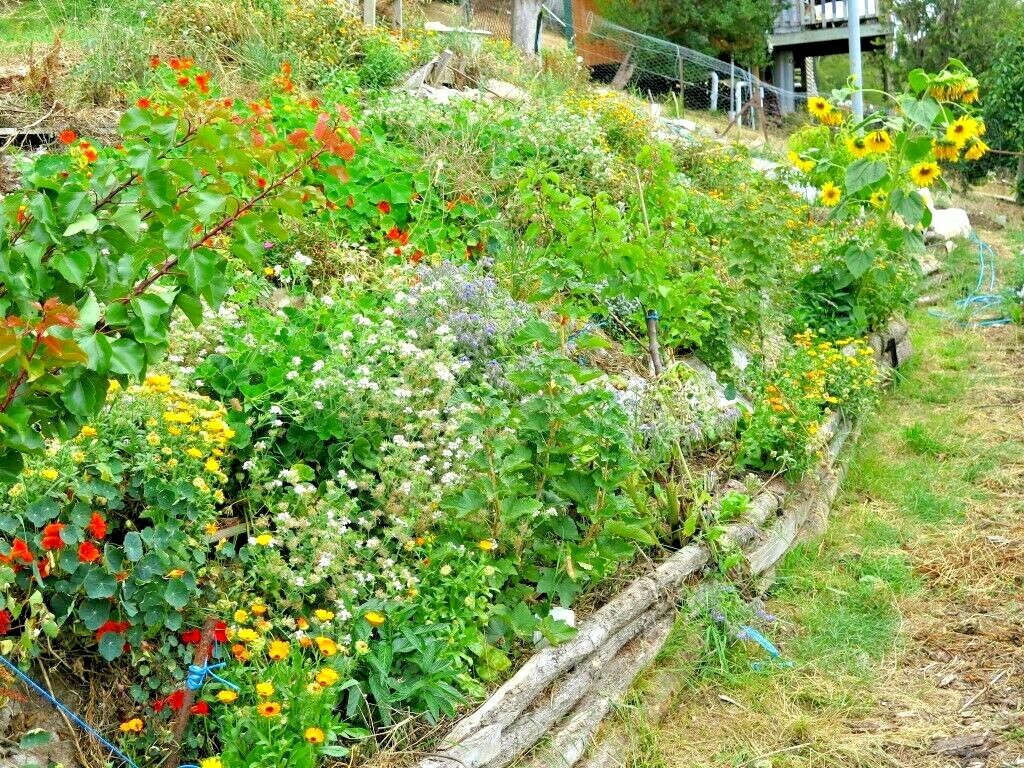 2001+BENEFICIAL INSECT Native Wildflower Mix Seed 7 Different Annual Perennial