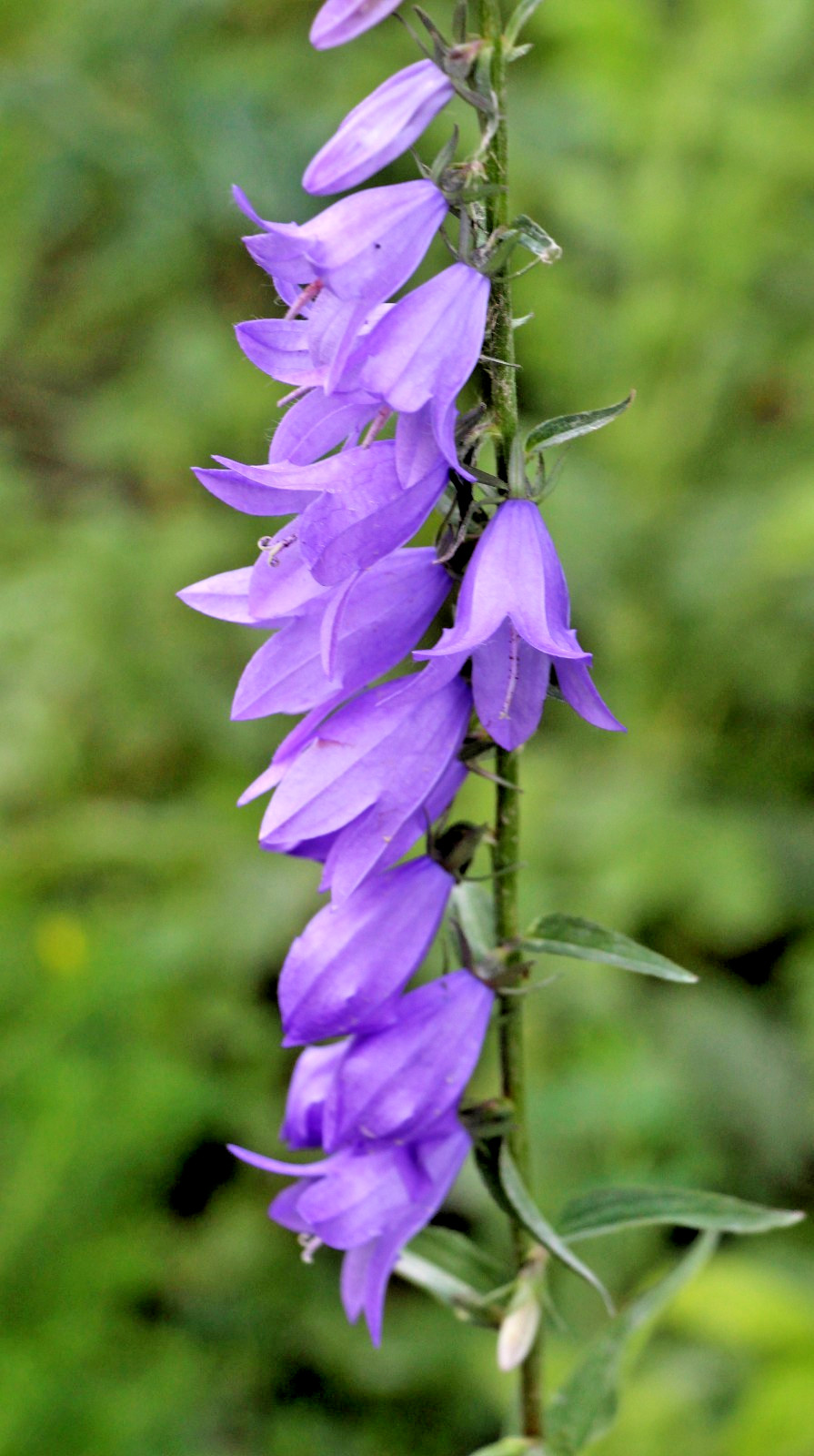 blue Rampion bellflower 200 seeds campanula rapuncloides, creeping bellflower
