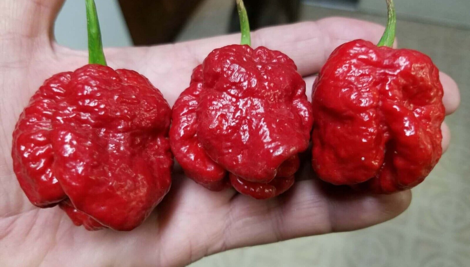 20 Super-Hot Moruga Red Scorpion Premium | NON-GMO | Pepper Seeds-B 55