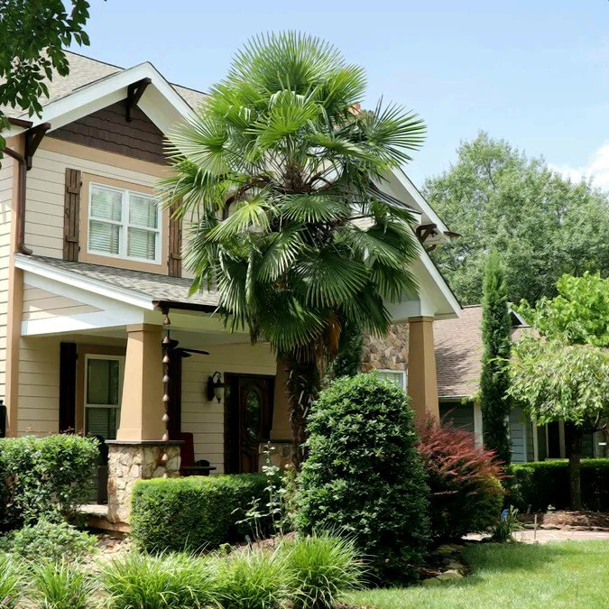10 WINDMILL FAN PALM Tree Seeds Trachycarpus Fortunei MOST COLD HARDY Palm Plant