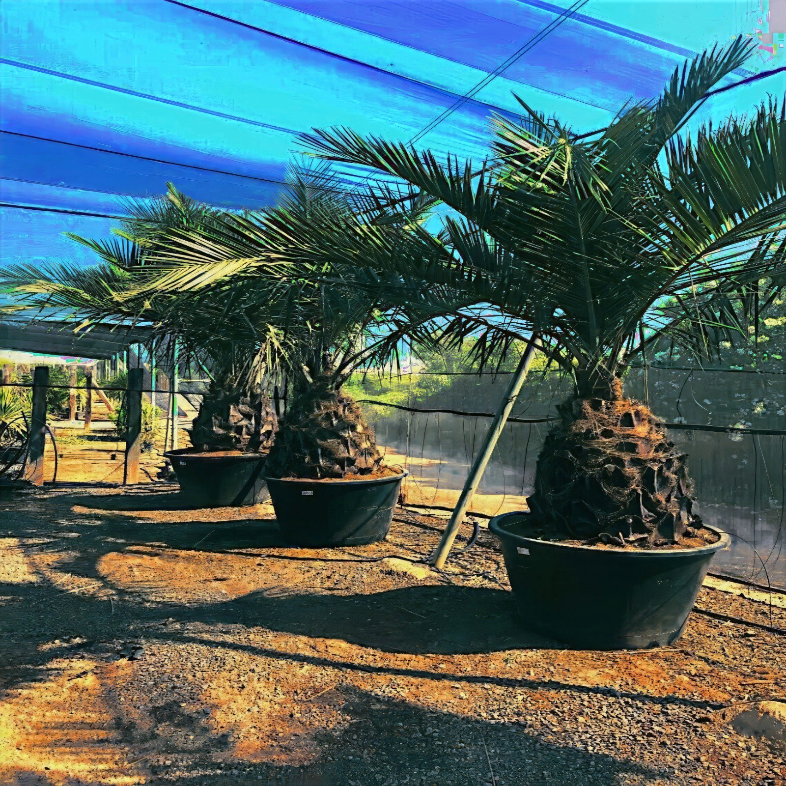 Chilean Wine Palm Tree Seeds (Jubaea chilensis) Largest Palm in World, Hardy-8
