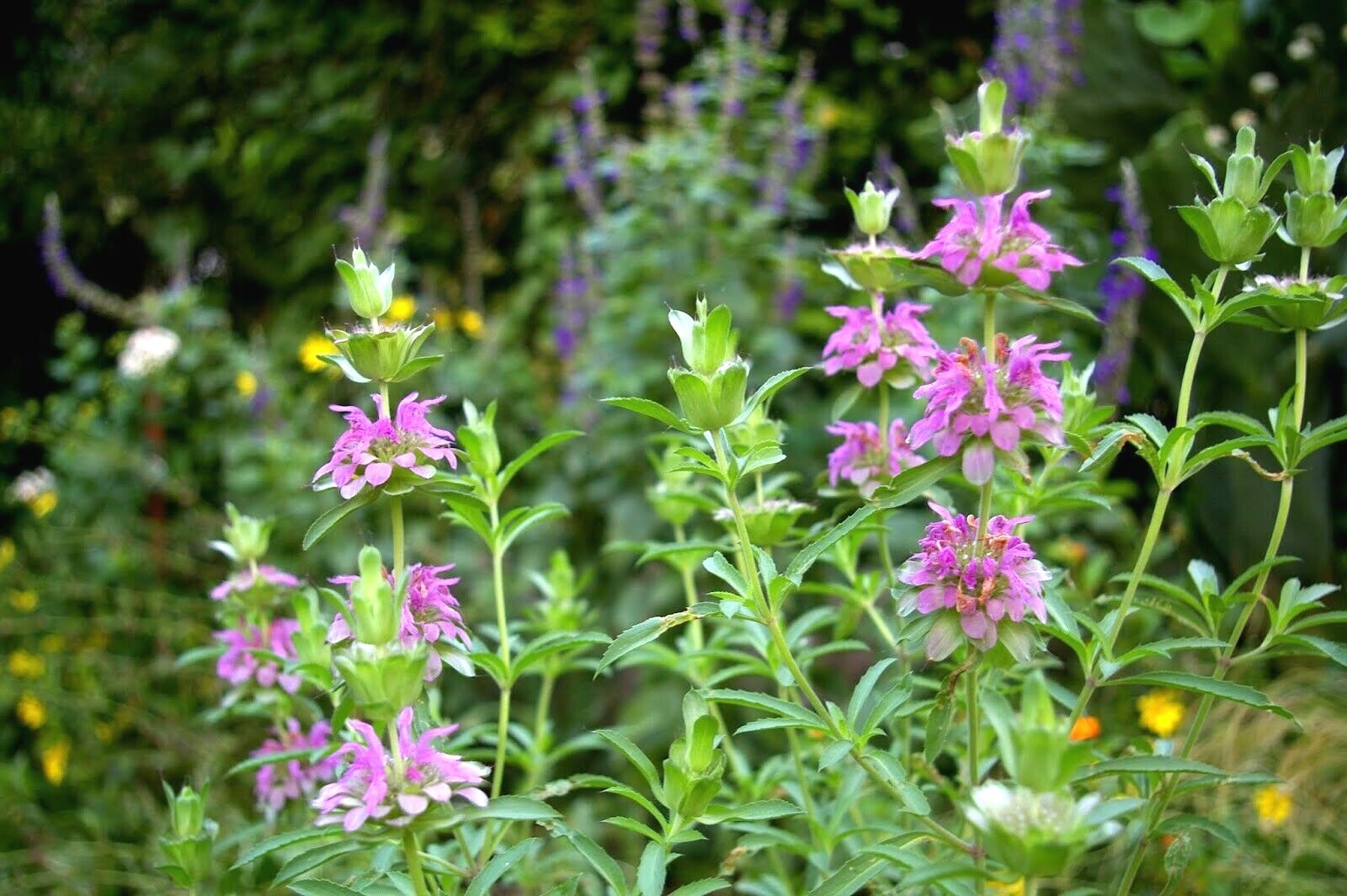 301+LEMON MINT Flower Seeds Perennial Native Wildflower Herb Garden Container