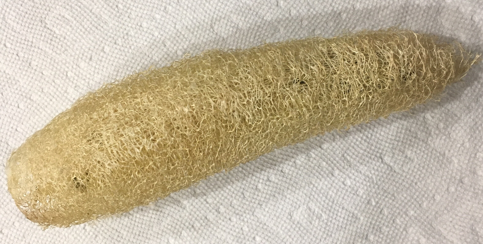 Heirloom Luffa SEEDS Vegetable Loofah Gourd Sponge Dishcloth USA Florida Grown