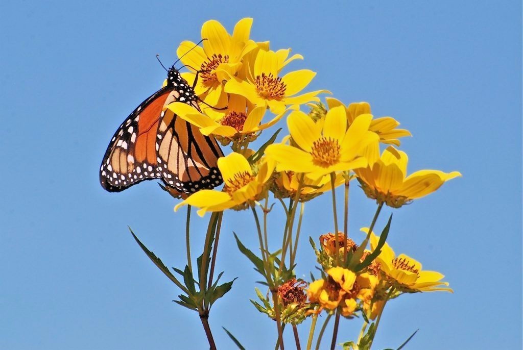 101+SWAMP MARIGOLD Seeds Tickseed Native Wildflower Shrub Bush Flowers Fast Easy