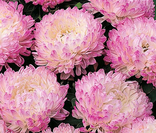 DUCHESS PINK PEONY ASTER 20 count French Peony Callistephus Flower Seeds