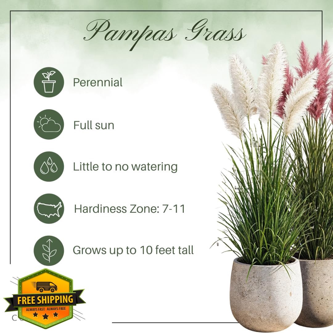 The Three Company Pampas Grass 2 Pack White Pink