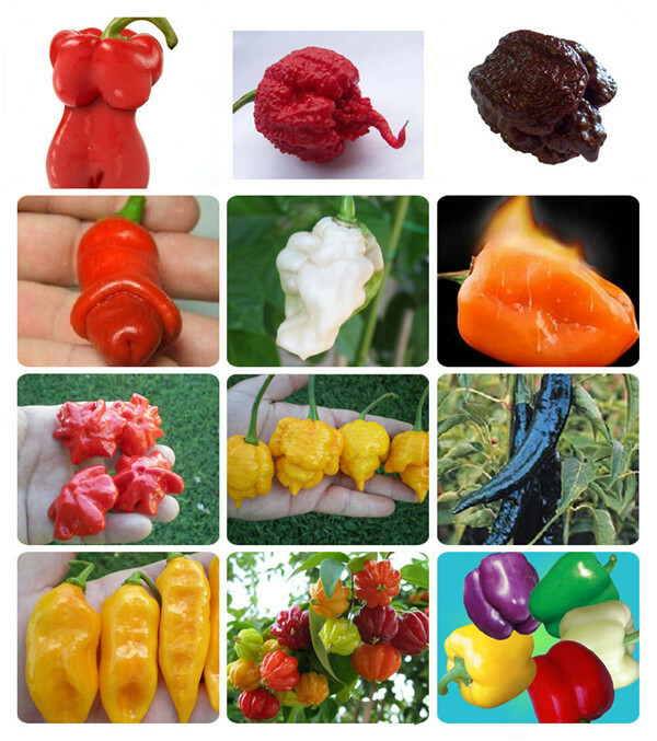 more #2 ASSORTED CHILI PEPPER SEEDS 25 varieties you choose hot mild all NON-GMO