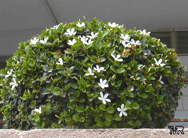 Natal Plum, Carissa macrocarpa, (Carissa grandiflora), Shrub Seeds