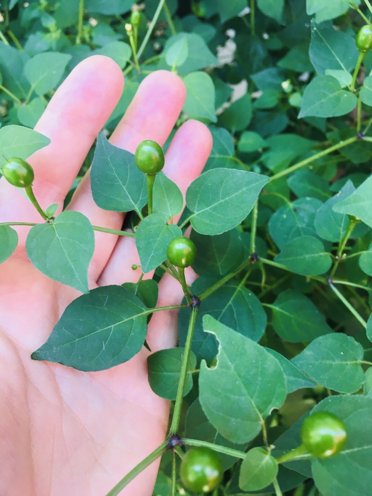 Wiri Wiri CHILE PEQUIN/TEPIN/PETIN…HOT HOT PEPPER,7 FRESH HOME GROWN SEEDS