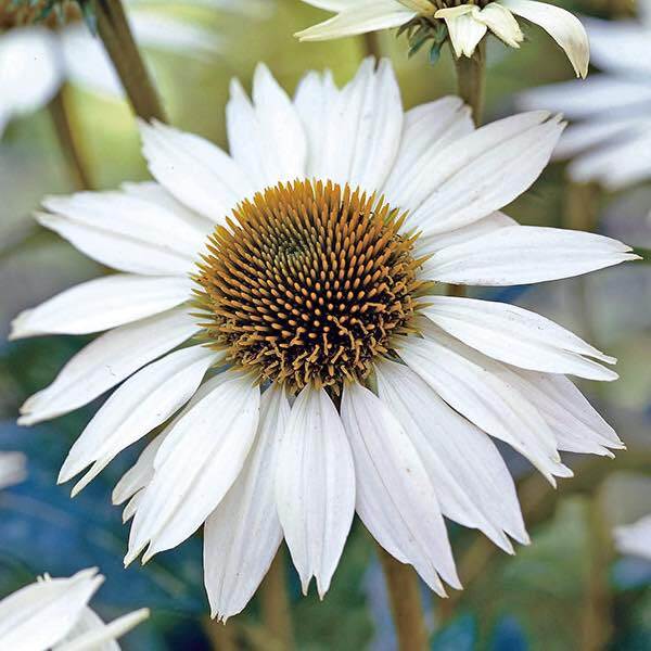 White Swan Coneflower Seeds | Non-GMO | Free Shipping | Seed Store | 1257