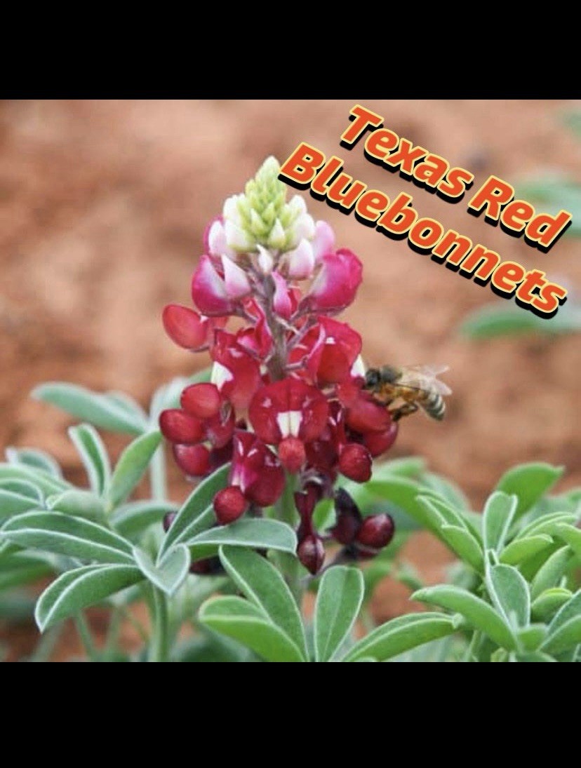 MAROON RED TEXAS BLUEBONNET Lupinus Texensis – 250 Bulk Seeds TX A&M Aggies