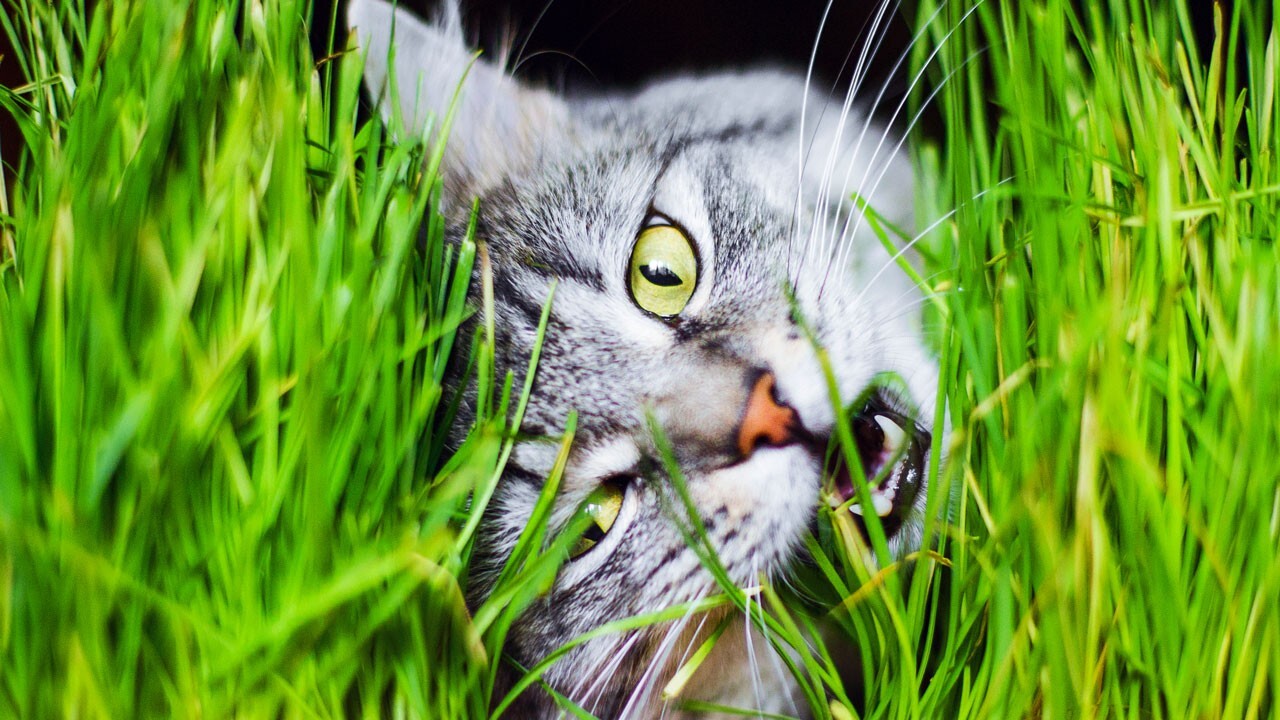 Cat Grass Seeds choose Rye, Oat or Blend seeds Quick Growth FAST Free Shipping
