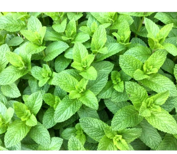 SPEARMINT Seeds 500+ SEEDS BUY 4 ITEMS FREE SHIPPING