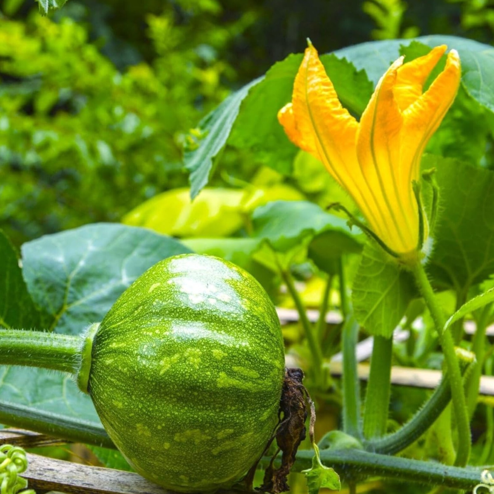 Kabocha Squash Seeds – 15 Seeds – Non-GMO Heirloom Japanese Pumpkin