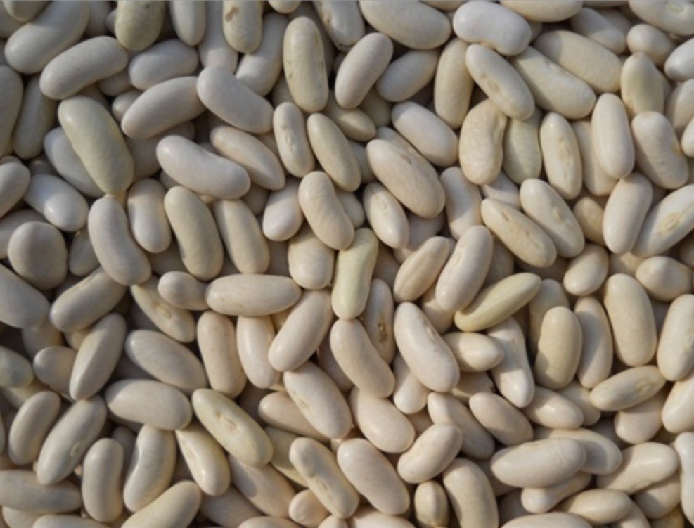 Fresh Tenderette Green Bean Seeds, Bush, Stringless, Crisp Tender Mild, 2026 USA