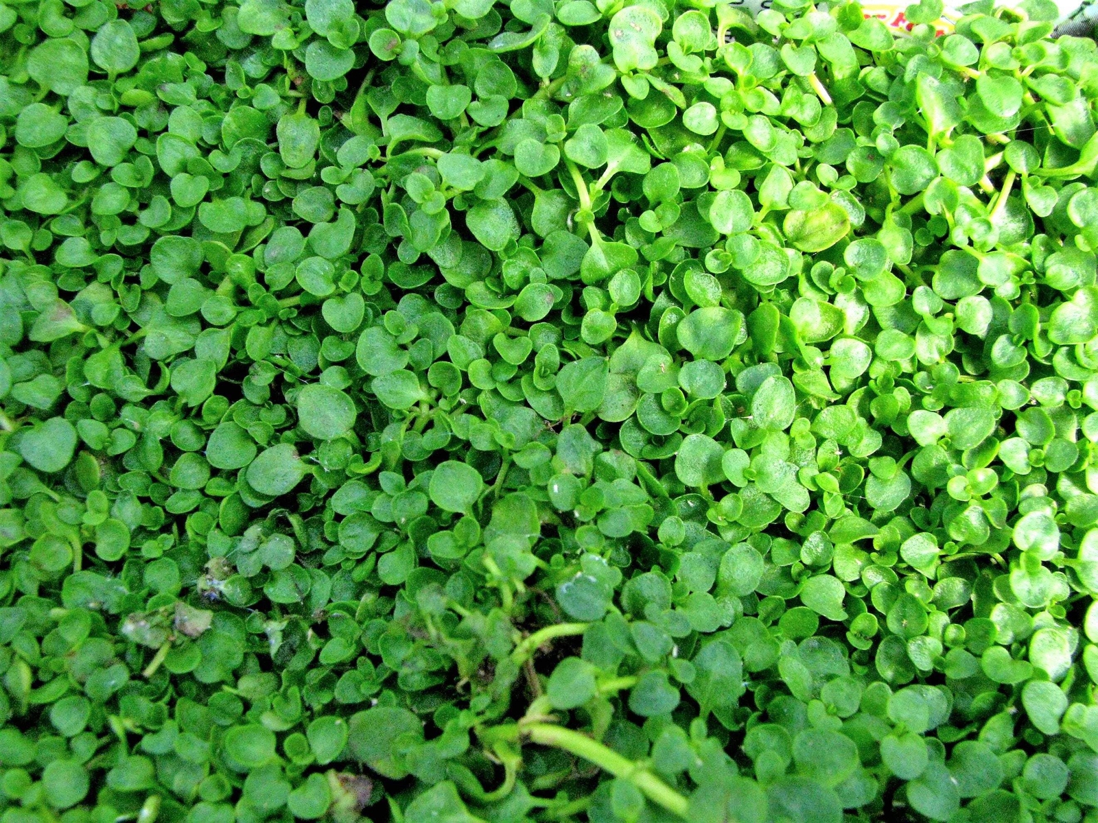 1g 27,500 BULK CORSICAN MINT Mentha Requienii Fragrant Ground Cover 1 Gram Seeds