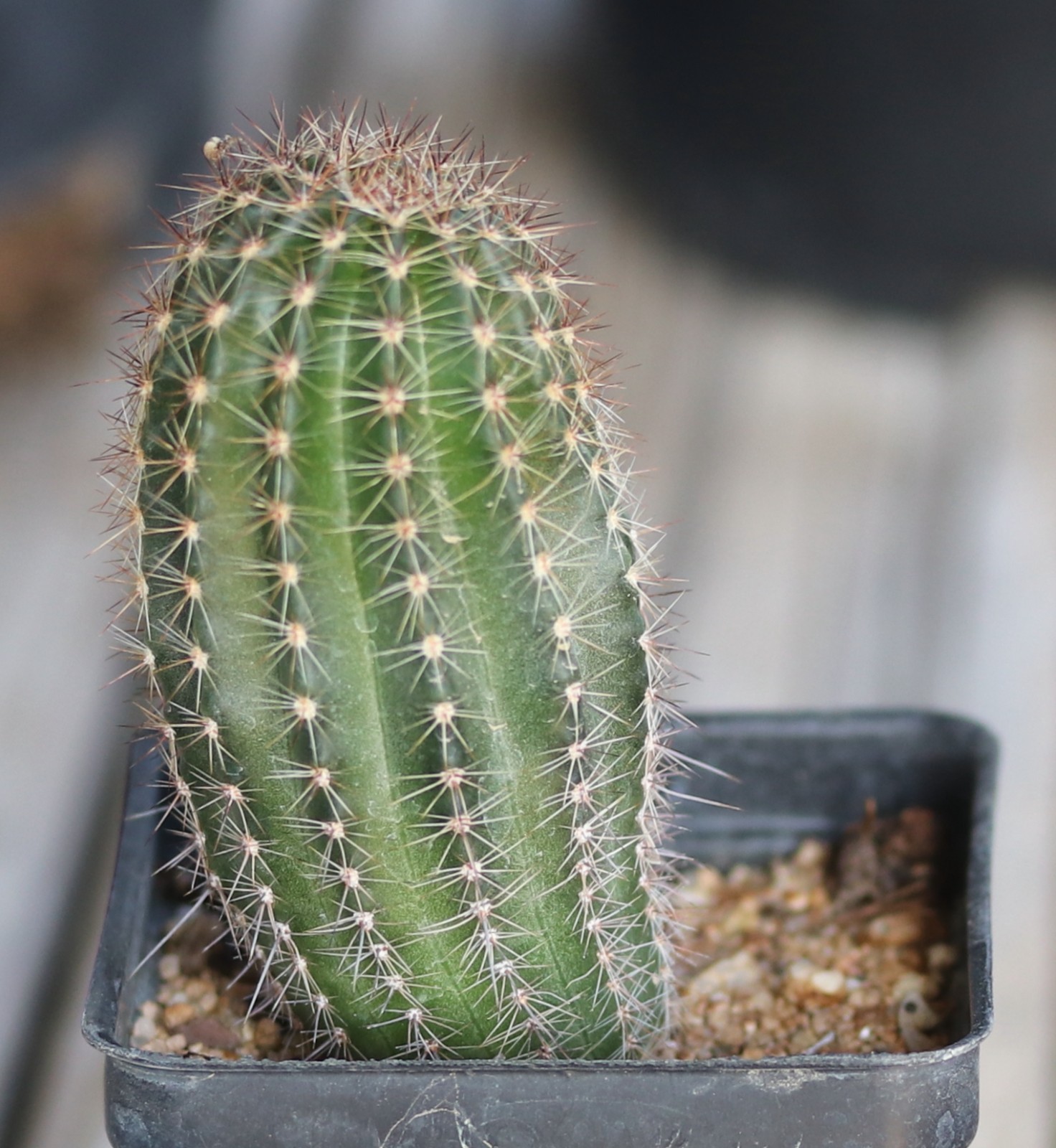 Echinopsis hybrid ‘Sierra Skyline’ x ‘Uranus’
