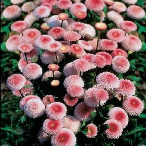 100 STRAWBERRIES & CREAM ENGLISH DAISY Bellis Perennis Flower Seeds *Comb S/H