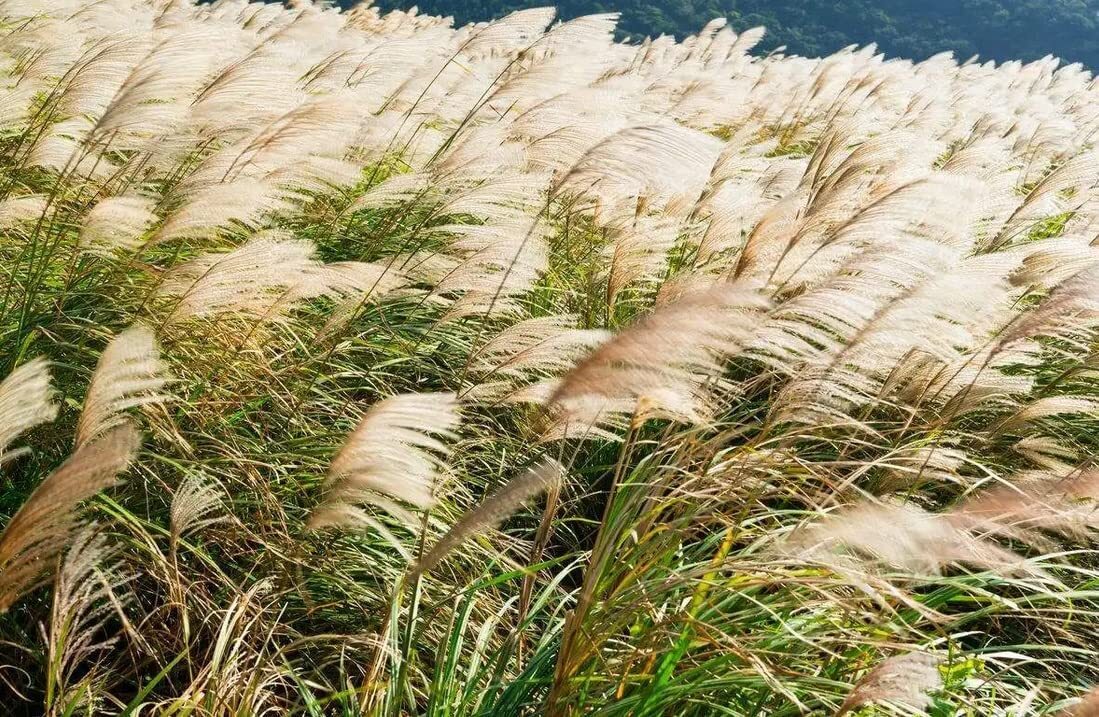 200+ Chinese Silvergrass Seeds for Planting – Ornamental Grass with Stunning Sil
