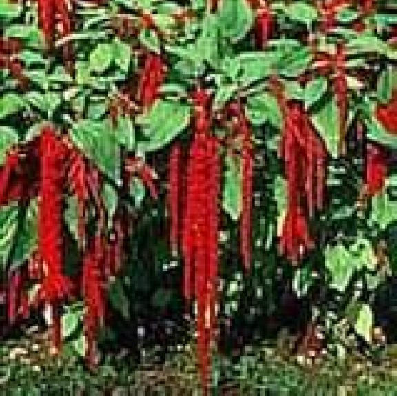 LOVE LIES BLEEDING-CRIMSON-TASSLE FLOWER 100 FRESH SEEDS FREE SHIPPING