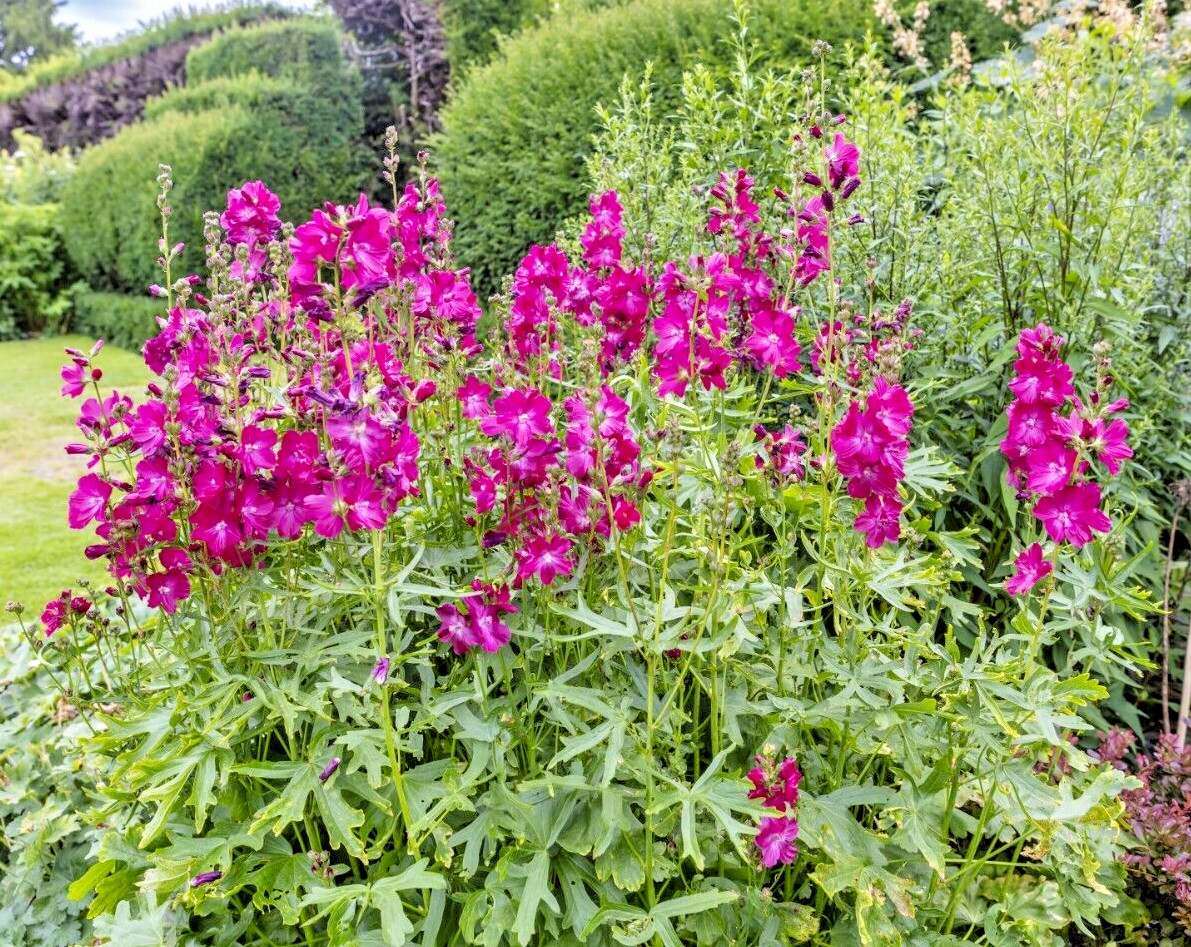 PRETTY PINK SIDALCEA, 100 SEEDS, MINIATURE HOLLYHOCK, EZ TO GROW PERENNIAL