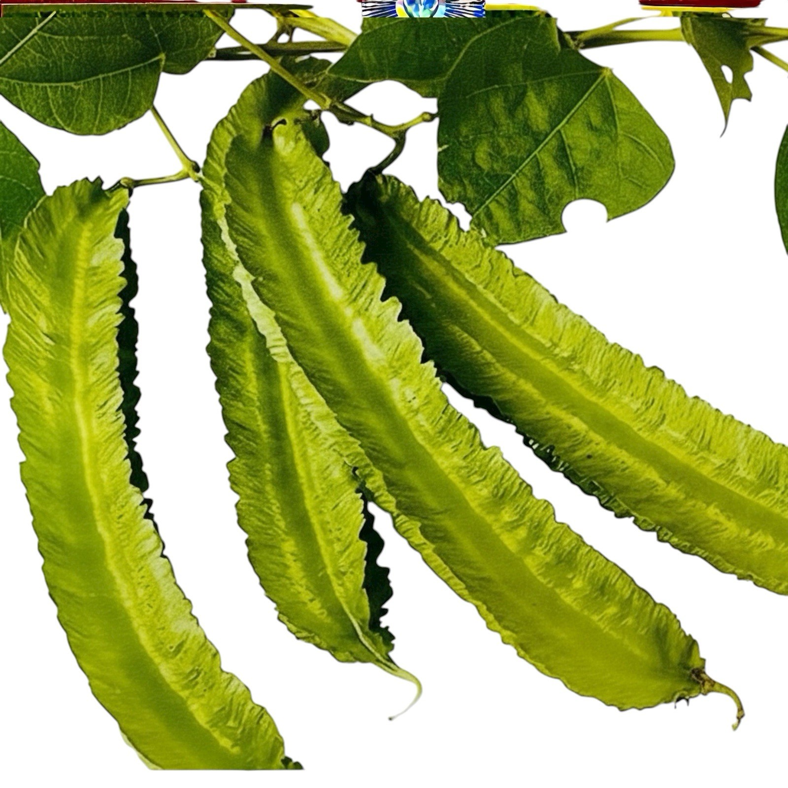 Winged Bean 20 Seeds || Kamranga Seem Seeds For Planting