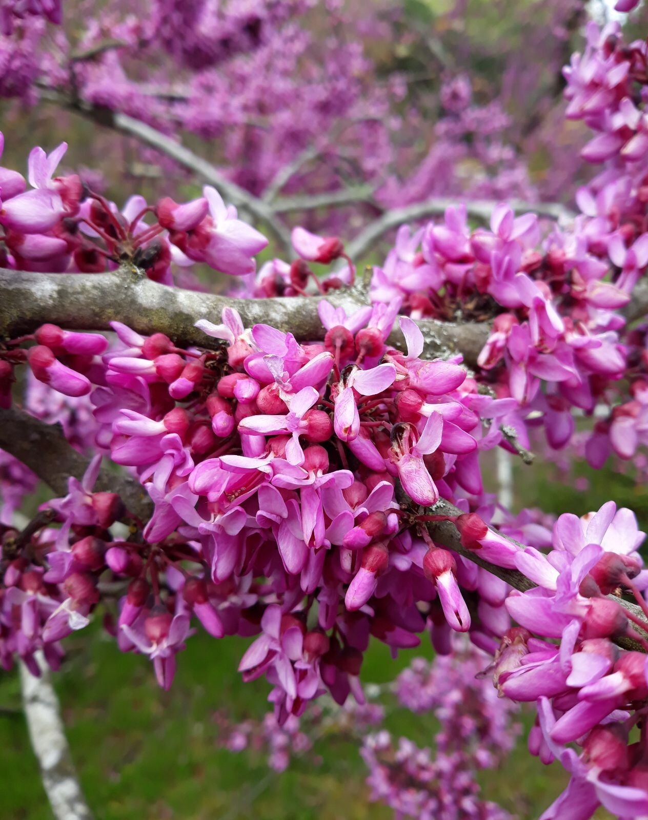 Judas Tree Seeds (Cercis Siliquastrum) Mediterranean Redbud Flowers (15 Seeds)