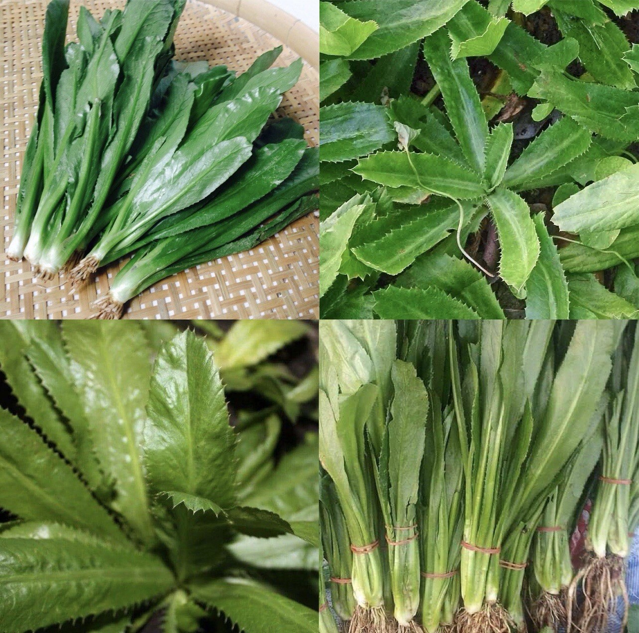 1000+ SEEDS Culantro Ngo Gai | Recao | Mexican Coriander | NON-GMO