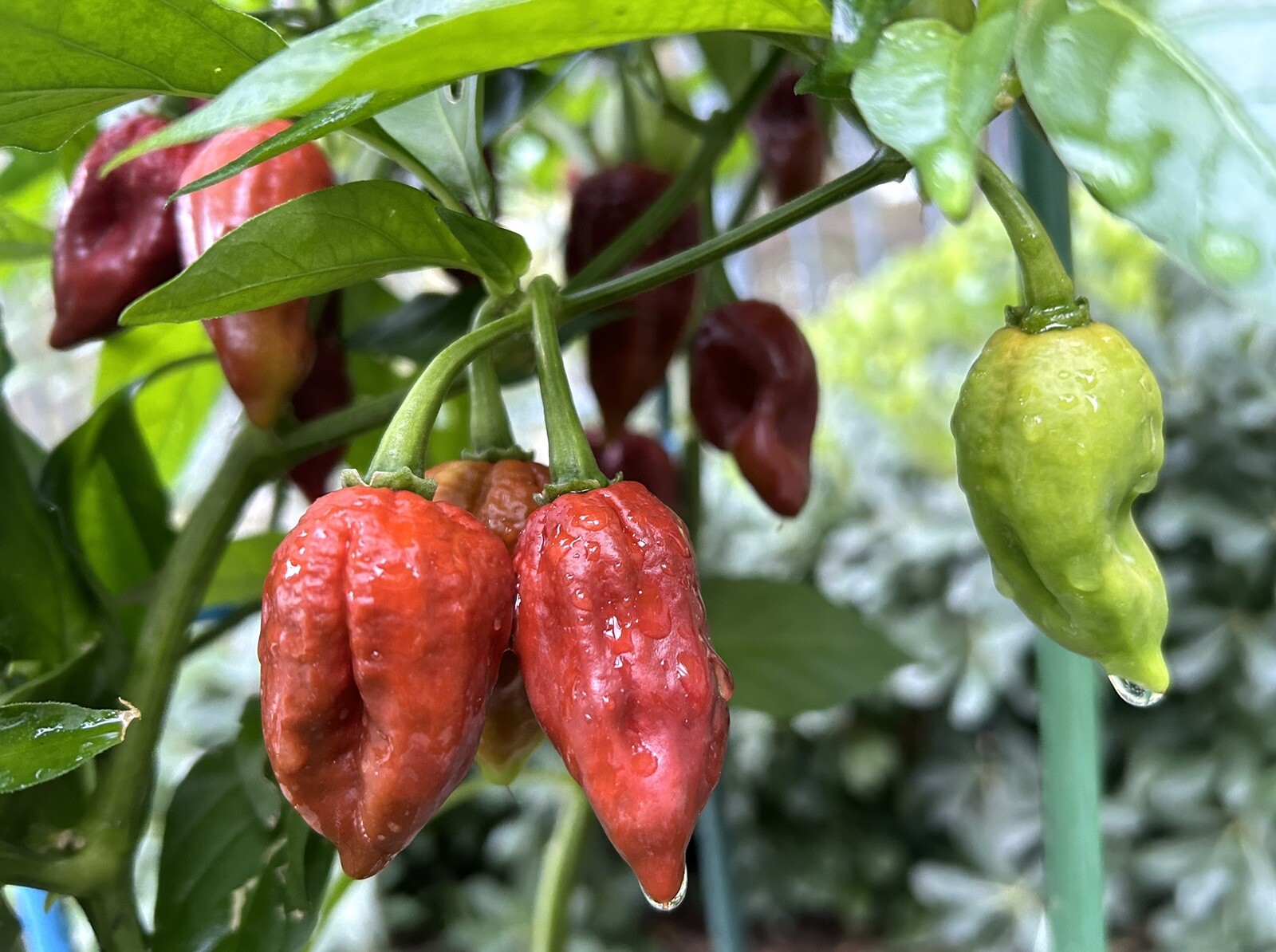 Super Hot Chocolate Ghost Chili Pepper, Bhut Jolokia – 15 Seeds 2024 – USA