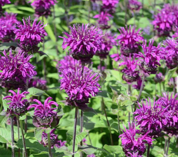 Bee Balm PURPLE BERGAMOT Monarda media Perennial Attracts Bees Non-GMO 200 Seeds