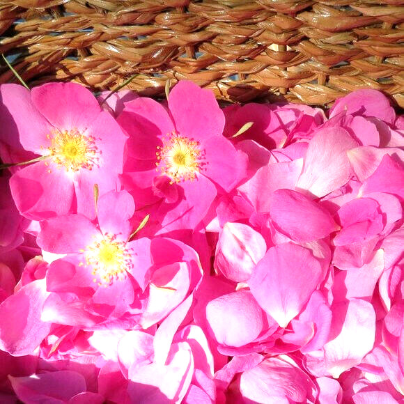 Alaska Wild Rose Flower – Rosa acicularis – 100+ Seeds – Rose Jam – From Denali