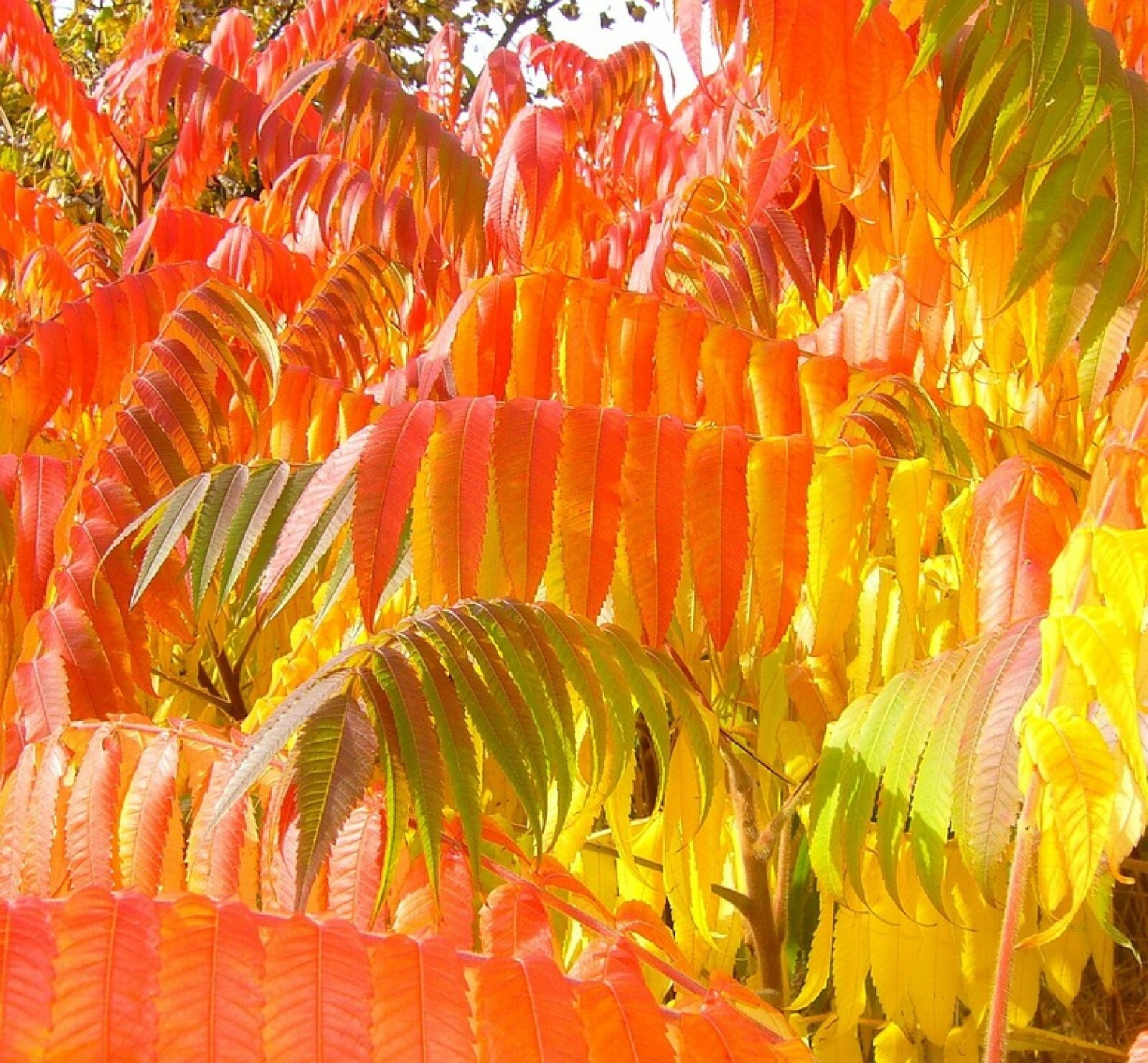 Dwarf Flameleaf Sumac Vibrant Ornamental 30+ seeds Free Shipping!