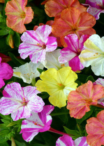 Mixed Four O’clock Seeds, Marvel Of Peru, Non-Gmo Heirloom Flower Seeds, 75ct