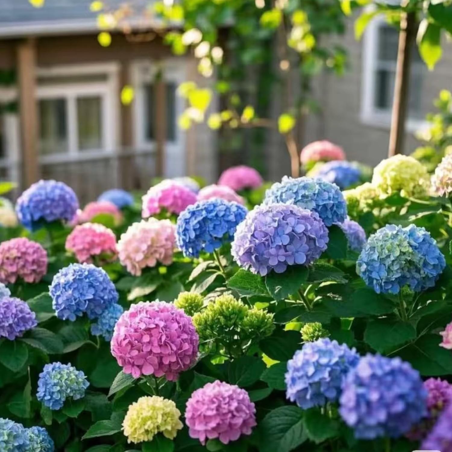 35 Mixed Color Hydrangea Seeds Blue, Pink & Purple Blooming Flower Seeds